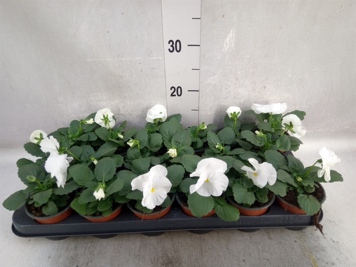 <h4>Viola wr. 'Colossus White wBlotch'</h4>