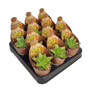 ECHEVERIA AGAVOIDE LIPSTICK - POT Ø 6,5 - COLLECTION WITH POTCOVER (SUCCULENTEN)