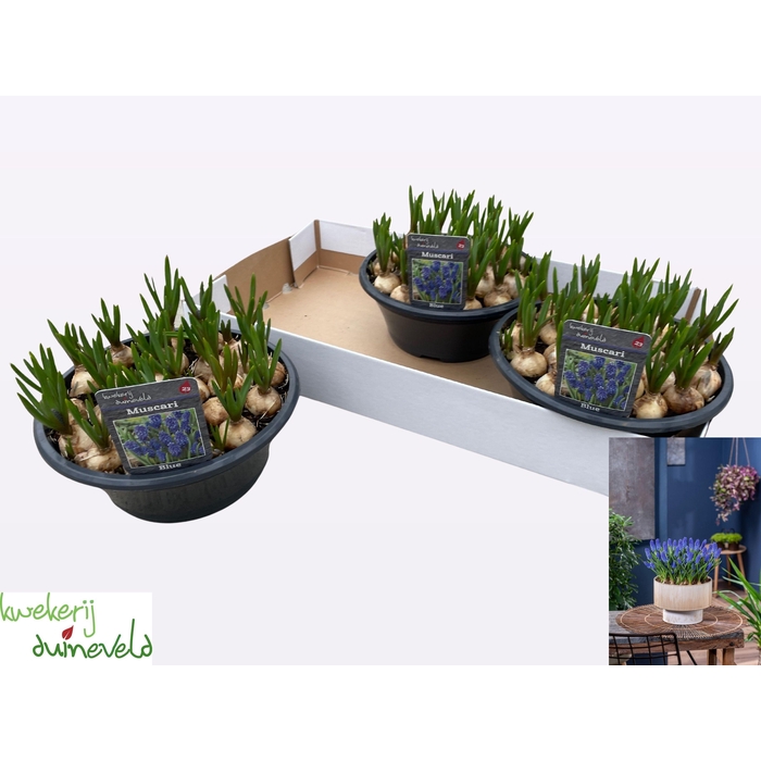 <h4>MUSCAR BIG SMILE</h4>