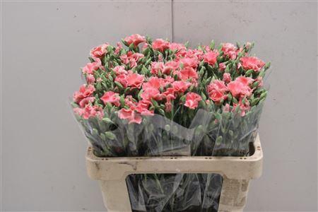 <h4>Di Tr Symply Salmon</h4>