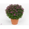 CHRYS GR JAS MAUVE