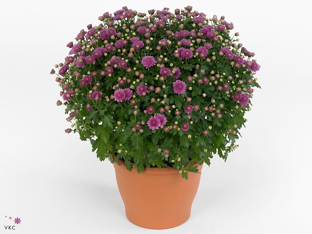 CHRYS GR JAS MAUVE