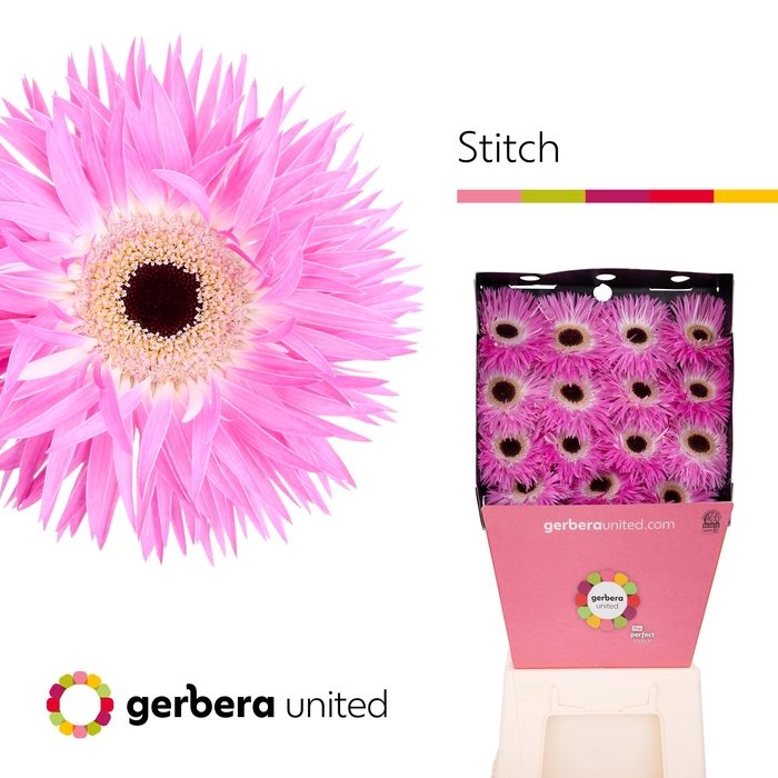 <h4>Gerbera Spider Stitch Diamond per kaart</h4>