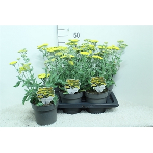Achillea millef.