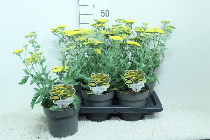<h4>Achillea millef.</h4>