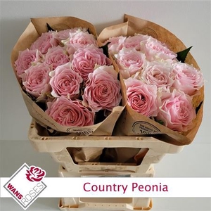 Rosa a grande fleur Country Spirit Peonia