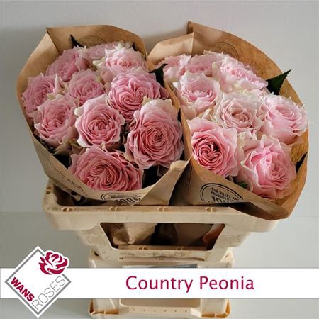 <h4>Rosa a grande fleur Country Spirit Peonia</h4>