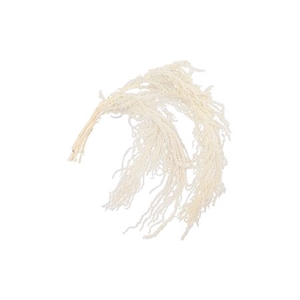 DRY BLEACHED AMARANTHUS CAUDATUS PR