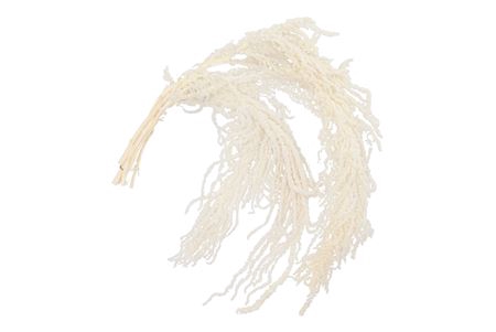 <h4>DRY BLEACHED AMARANTHUS CAUDATUS PR</h4>