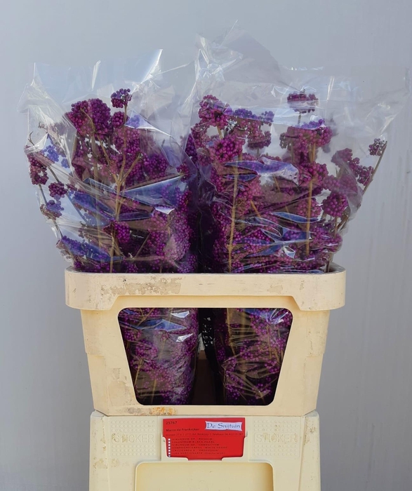 <h4>CALLICARPA BOD PROFU</h4>