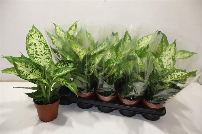 <h4>Dieff Compacta</h4>