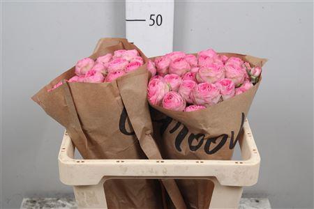 <h4>R Tr Giselle</h4>