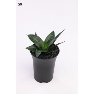 Sansevieria Comet Queen Marble in sierpot