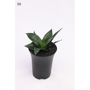 Sansevieria Comet Queen Marble in sierpot