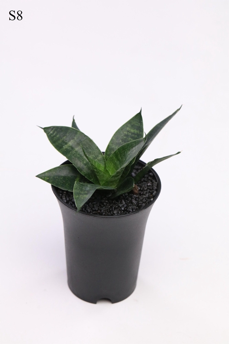 <h4>Sansevieria Comet Queen Marble in sierpot</h4>