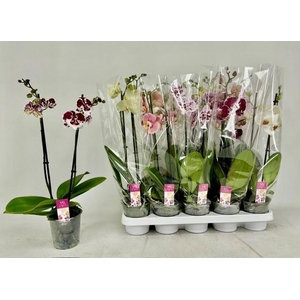 PHAL GEM