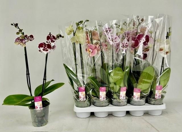 <h4>PHAL GEM</h4>