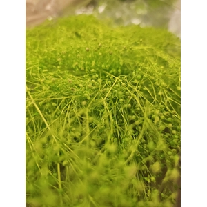 GESTABILISEERD GYPS MILLION STAR APPELGROEN