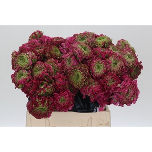Ranunculus Pon Pon Fanny Super