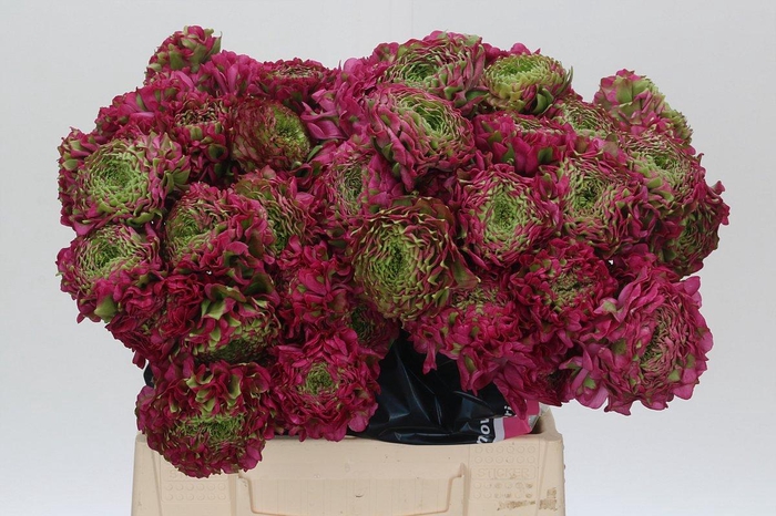 <h4>Ranunculus Pon Pon Fanny Super</h4>