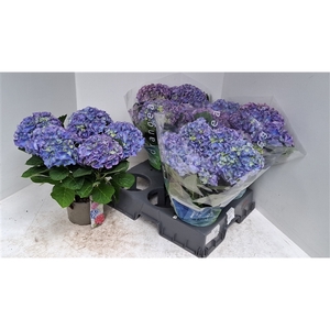 Hydrangea blauw