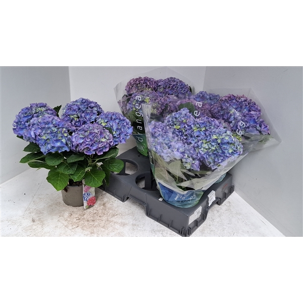 <h4>Hydrangea blauw</h4>
