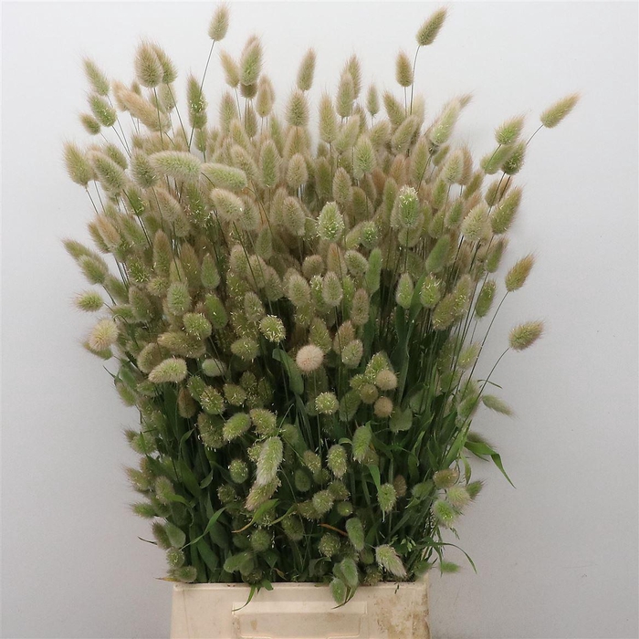 <h4>LAGURUS P BOS VERS!</h4>