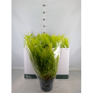 Nephrolepis exal. 'Blonde'