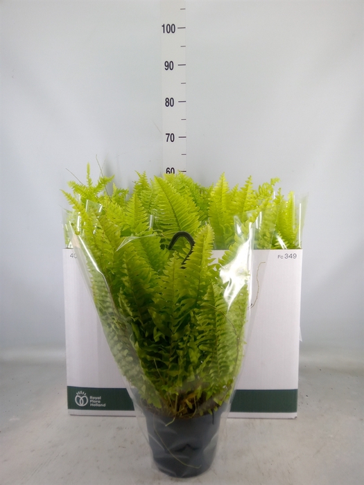 <h4>Nephrolepis exal. 'Blonde'</h4>