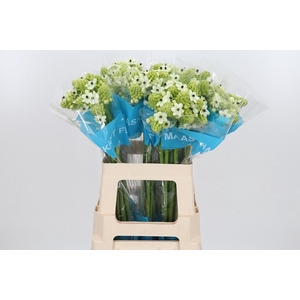 Ornithogalum Saundersiae