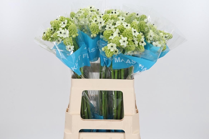 <h4>Ornithogalum Saundersiae</h4>