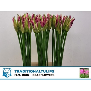 Nerine Favoriet MM Duijn