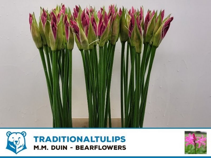 <h4>Nerine Favoriet MM Duijn</h4>