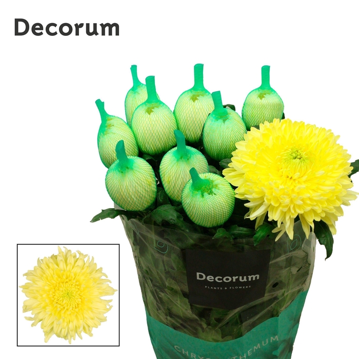 <h4>Chr G Magnum Yellow</h4>