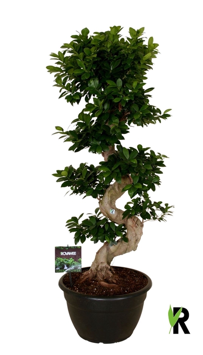 <h4>Ficus microcarpa 'Ginseng'</h4>