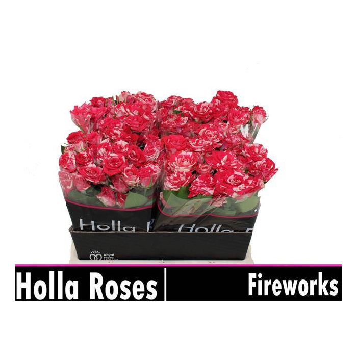 <h4>Fireworks</h4>