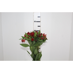 ALSTROEMERIA ANGELINA 080 CM