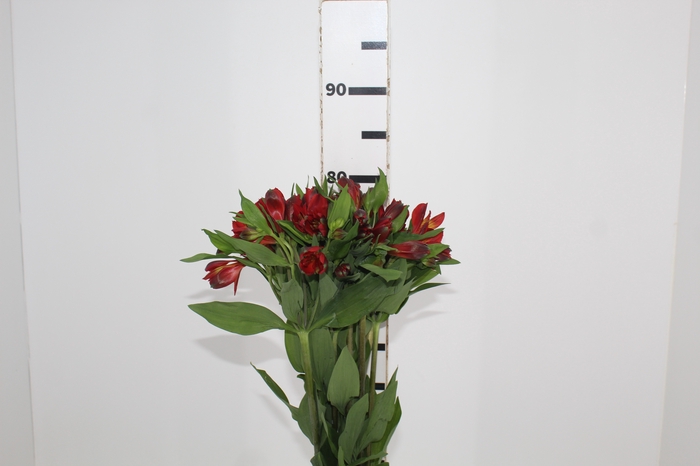 <h4>ALSTROEMERIA ANGELINA 080 CM</h4>