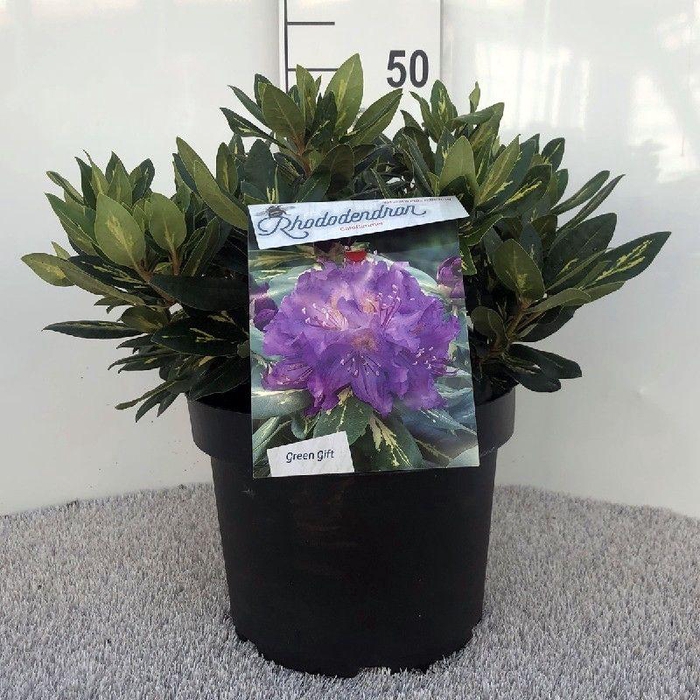 <h4>Rhodo. 'goldflimmer' purple</h4>