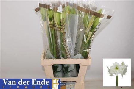 <h4>Hipp Ga Mont Blanc</h4>