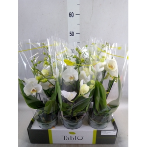 Phalaenopsis   ...white