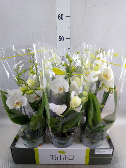 <h4>Phalaenopsis   ...white</h4>