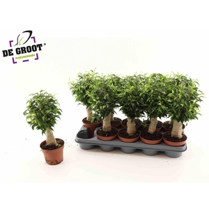 Ficus benja. 'Natasja'