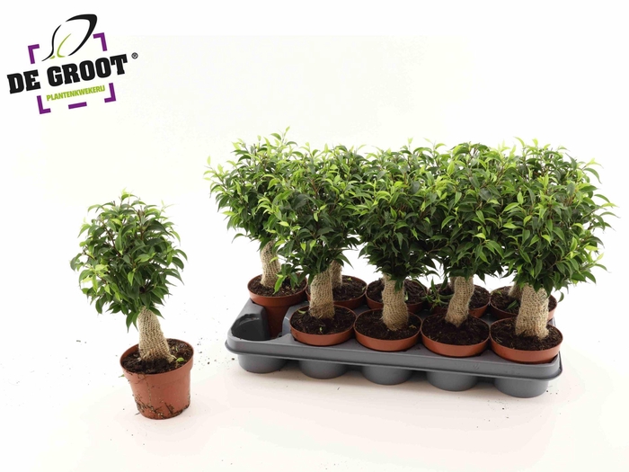 <h4>Ficus benja. 'Natasja'</h4>