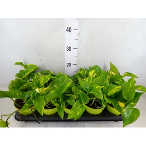 Epipremnum pinn. 'Aureum'