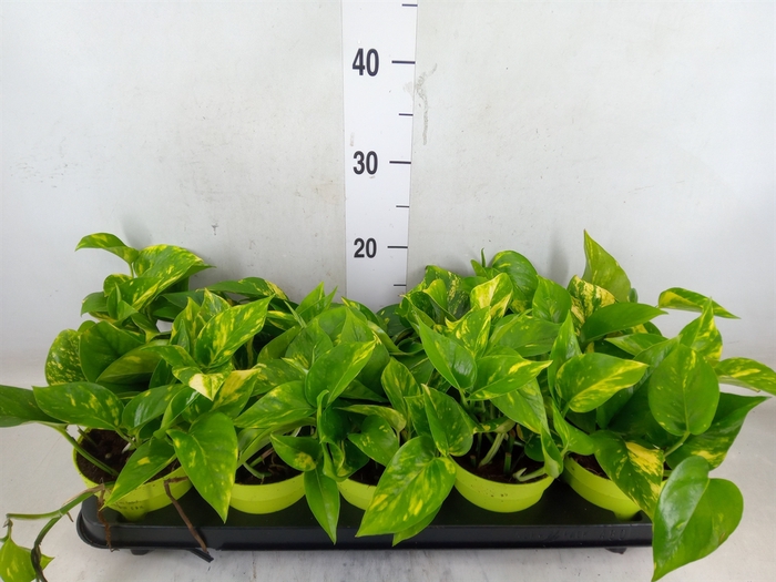<h4>Epipremnum pinn. 'Aureum'</h4>