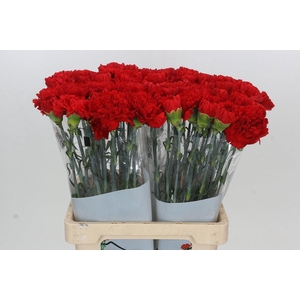 Dianthus St Gennaro