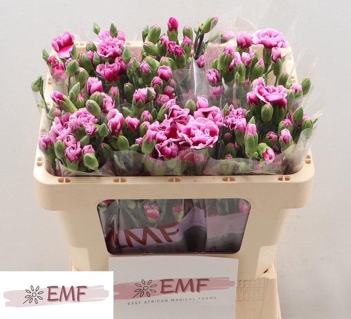 <h4>Di Tr Enigma</h4>