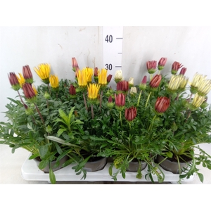 Gazania rig. 'Big Kiss'   ...mix