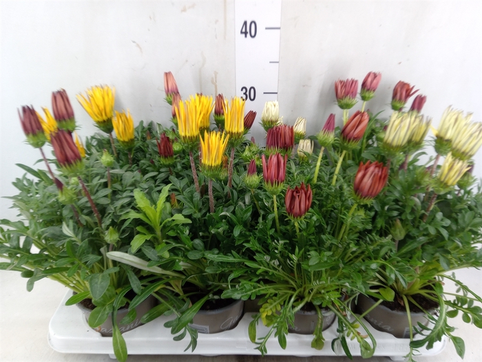 <h4>Gazania rig. 'Big Kiss'   ...mix</h4>